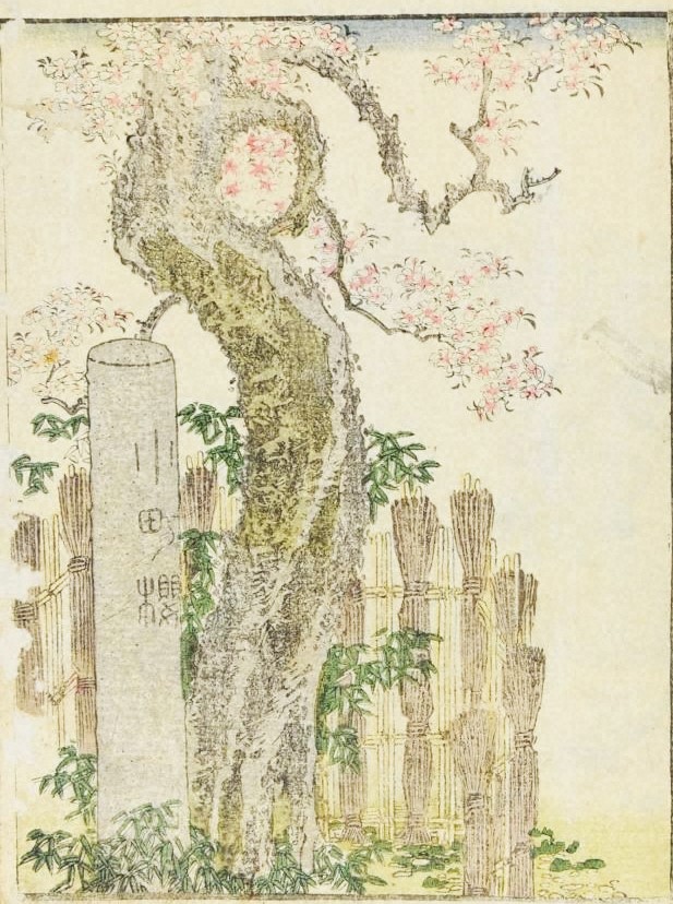 「小町桜」（『画本東都遊　下』浅草庵市人著、葛飾北斎画、享和2年（1802））の画像。
